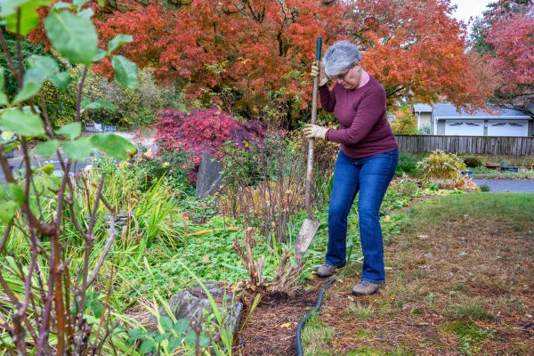 Cost of Dead Bush Removal in Apopka