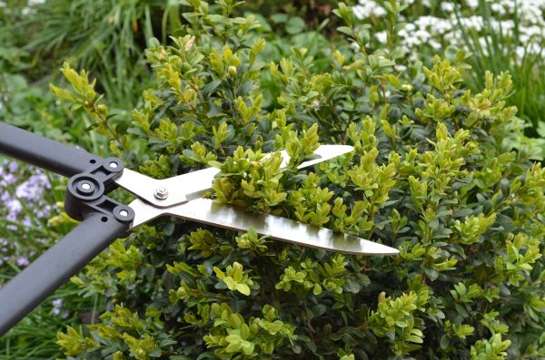 Cost of Boxwood Trimming in Apopka