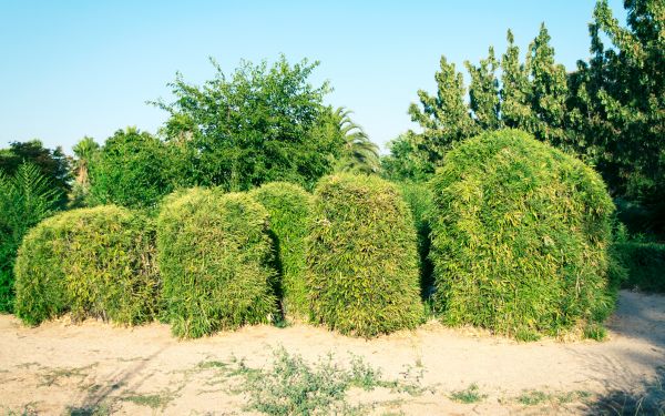 Cost of Bamboo Hedge Removal in Apopka