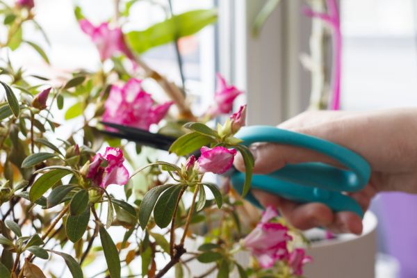 Azalea Pruning in Apopka