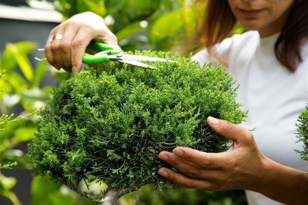 Cost of Juniper Shrub Pruning in Apopka