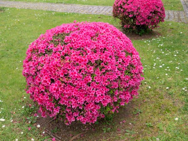 Cost of Rhododendron Pruning in Apopka