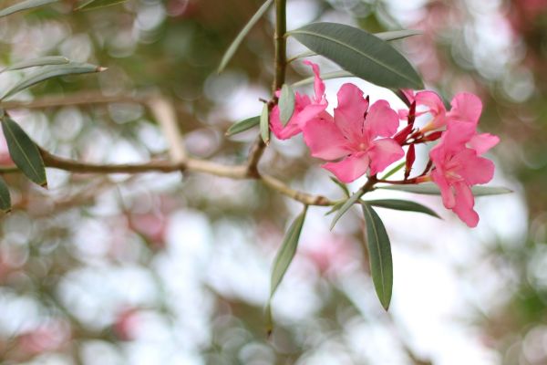 Cost of Oleander Removal in Apopka
