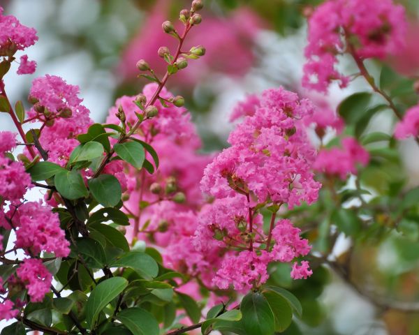 Cost of Crepe Myrtle Removal in Apopka