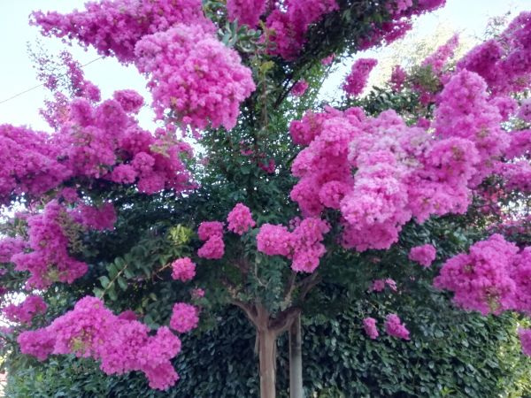 Cost of Crape Myrtle Pruning in Apopka