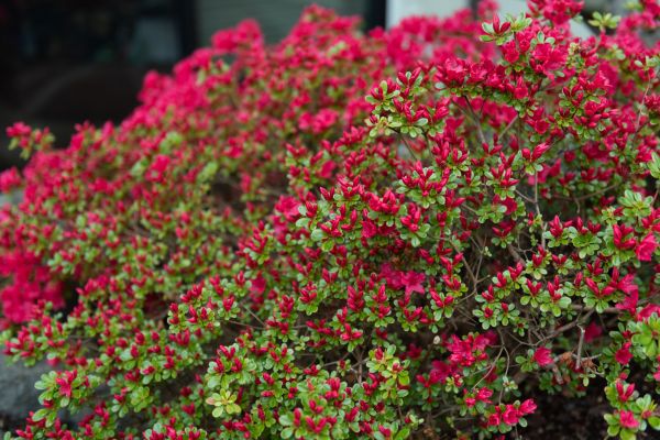 Cost of Weigela Removal Service in Apopka
