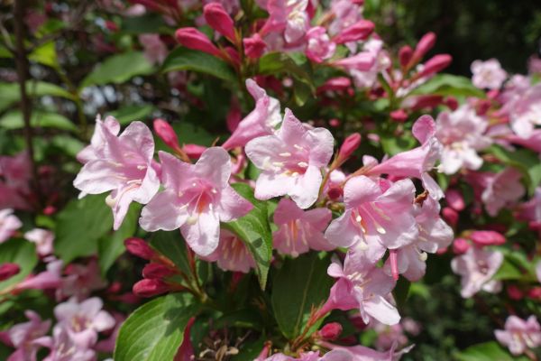 Cost of Weigela Pruning Service in Apopka