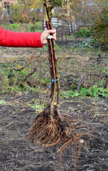 Cost of Shrub Root Removal in Apopka