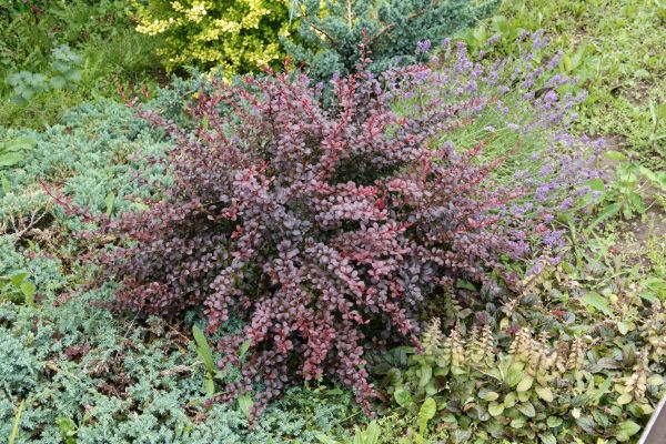Cost of Japanese Barberry Removal in Apopka