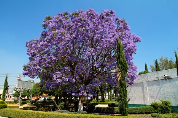 Cost of Jacaranda Pruning in Apopka