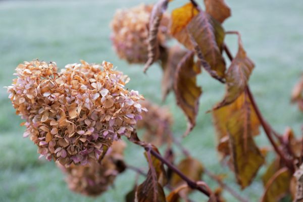 Cost of Hydrangea Removal in Apopka