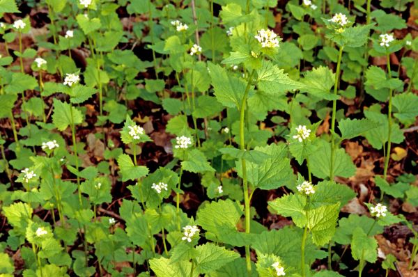 Cost of Garlic Mustard Removal in Apopka