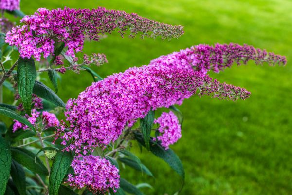 Cost of Butterfly Bush Removal in Apopka