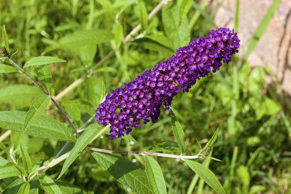 Butterfly Bush Pruning in Apopka