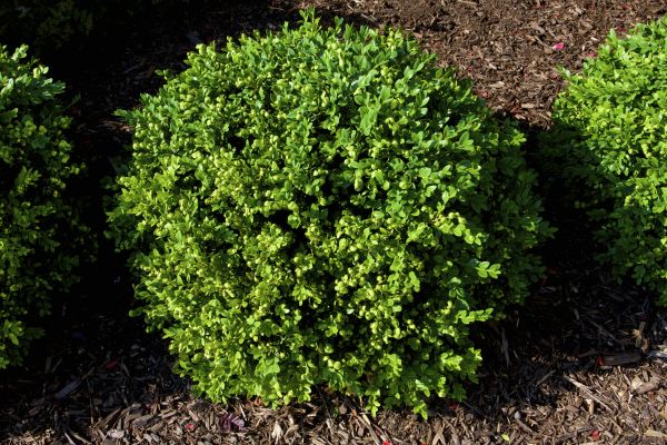 Cost of Boxwood Removal in Apopka