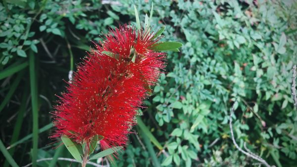 Cost of Bottlebrush Pruning in Apopka