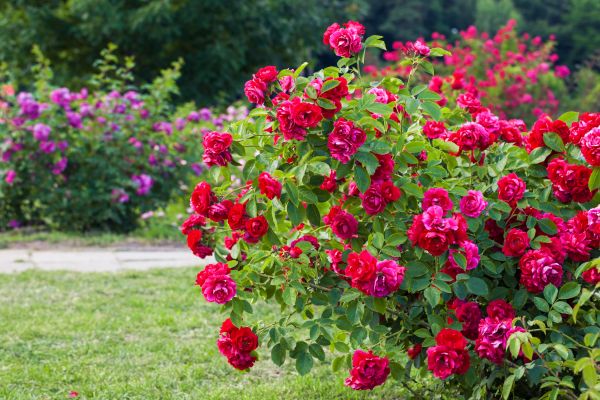 Shrub Trimming in Apopka