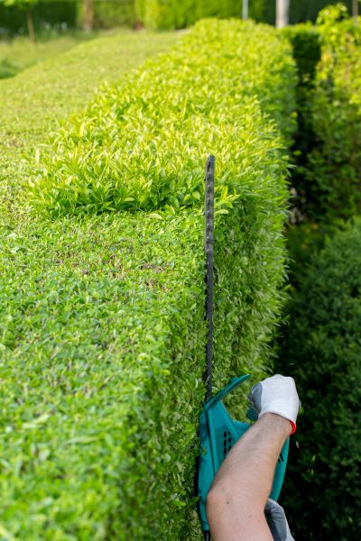 Hedge Trimming in Apopka
